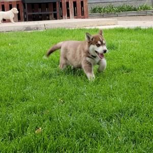 Meet your Posher, Toto